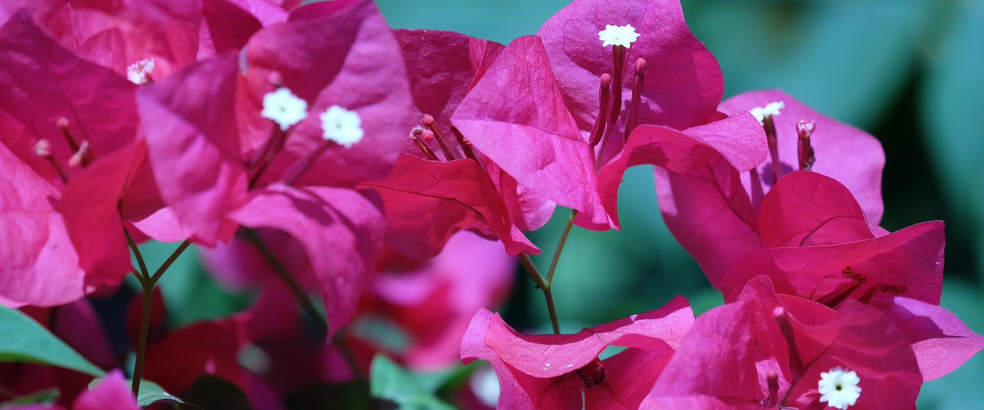 Can bougainvillea grow in northern virginia?