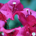 Can bougainvillea grow in northern virginia?