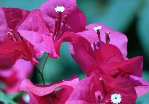 Can bougainvillea grow in northern virginia?